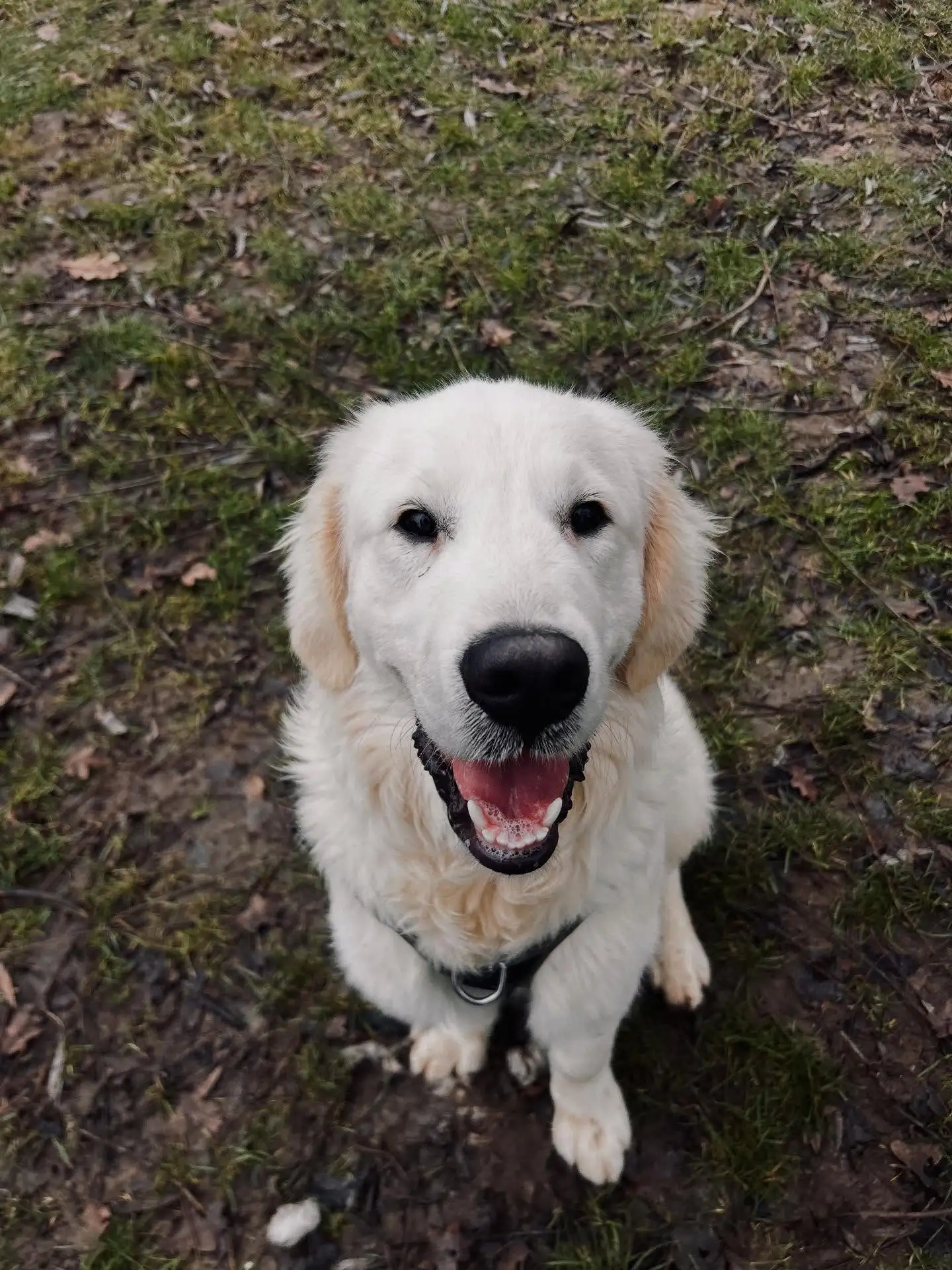 云开体育-内维斯女友社媒晒宠物狗照：一年前我们收养你无比正确